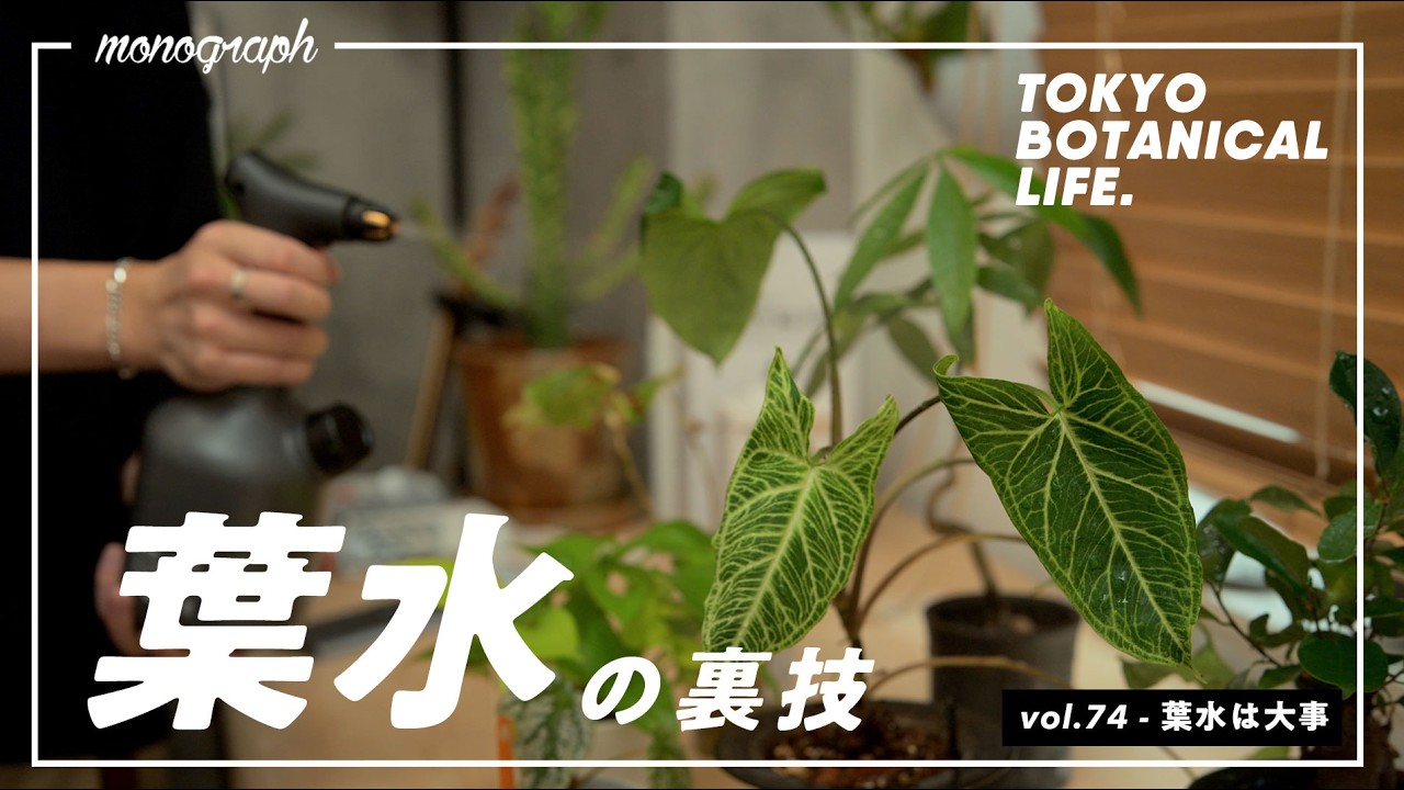 【初心者必見】観葉植物を元気に美しく育てるための「葉水」の裏技テクニックとオススメ霧吹き【TBL74】